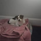 Chiki