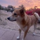 Sheba