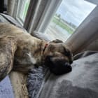 Taz