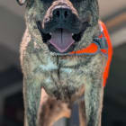Taz