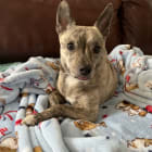 Stella