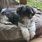 Charley