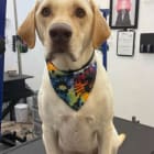 Milo