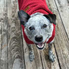 Roxie