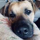 Odin