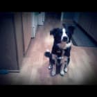Chase