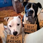 Dutch philip bandit and ace
