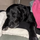Remi dog