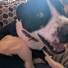 Zeus