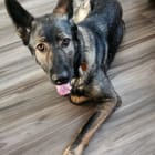 Stella