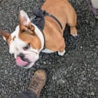 Brutus