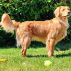 Brutus