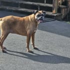 Brutus