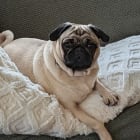 Brutus