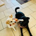 These are Luna and Anubis