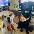 These are Luna and Anubis