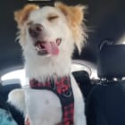 These are Luna and Anubis