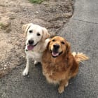 Hank -n- Dante