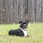 Oreo