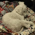Balu