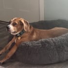 Cooper