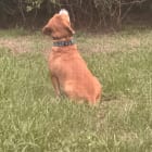 Cooper