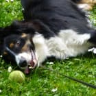 Basil