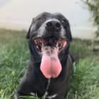Maya