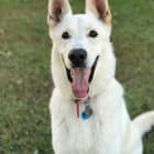 Bolt