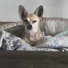 Peanut