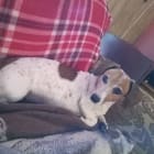 Dolly
