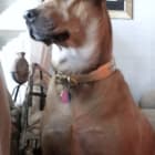 Molly
