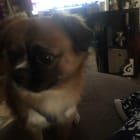 This is my lil love bug Jesse James he gets all my love and hugs
