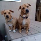 Buster and Jax