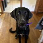 Linus