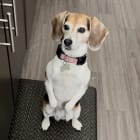 Zaya