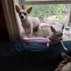 Aruther and Dante