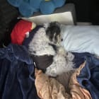 Toby