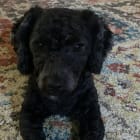 Walter