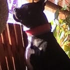 Hickory aka Mr Man
