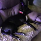 Hickory aka Mr Man