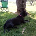 Hickory aka Mr Man