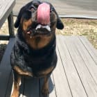 Rosie