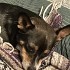 Roscoe