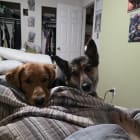 Scooby-Doo