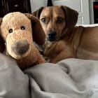 Oliver