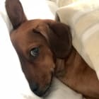 Oliver
