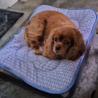 Rosalin and Rocky