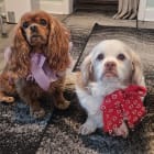 Rosalin and Rocky