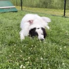 Gordo